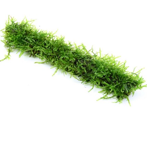 Resin stick met javamos 20 cm